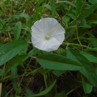 Aniseia martinicensis (Jacq.) Choisy